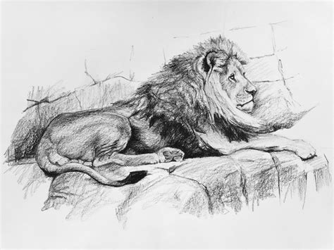 lion drawings full body